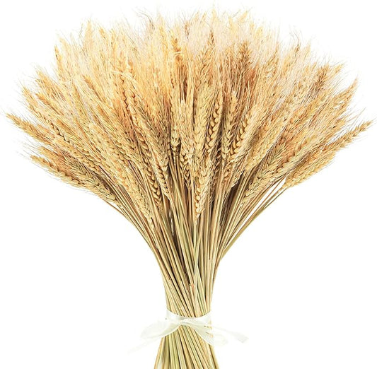 Uieke 17.7 Inches Dried Wheat Stalks, 400 Stems Dried Flowers 100% Natural Wheat for Home Kitchen Wedding Party Table Centerpiece Harvest Wreath Boho Farmhouse DIY Decoration