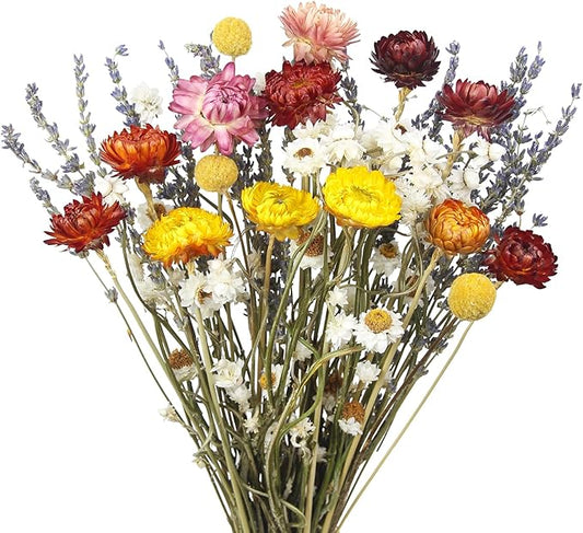 Dried Daisy Flowers Bouquet Natural Lavender Bundles Dried Gerber Daisies Craspedia Flowers Dried Daisies Multicolor Floral Arrangements for Wedding Party Table Centerpiece Decor Farmhouse DIY