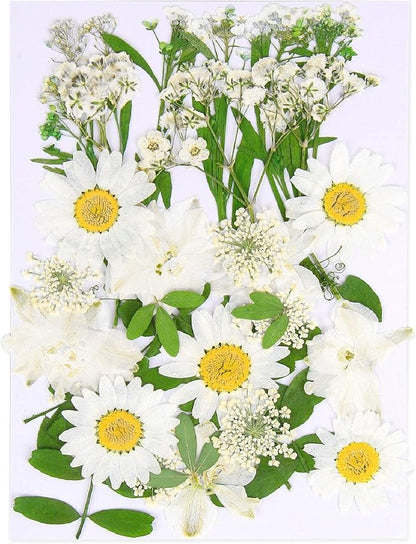 Augshy White Dried Pressed Flowers,Real Natural Dried Flowers Colorful Pressed Flowers for Resin Mold Jewelry Art Craft DIY