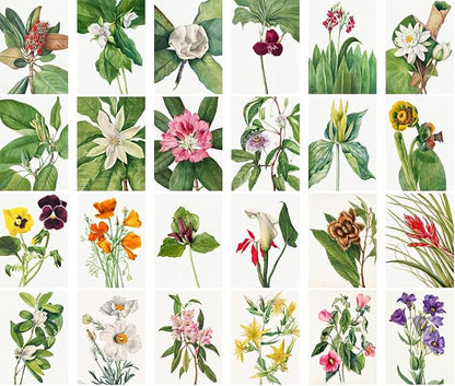 Large Stickers 24 pcs (2.5"x3.5" Each) Garden Flowers and Wildflowers Antique Botannical Book Illustration Vintage Postcards Retro Greeting Card Reprint
