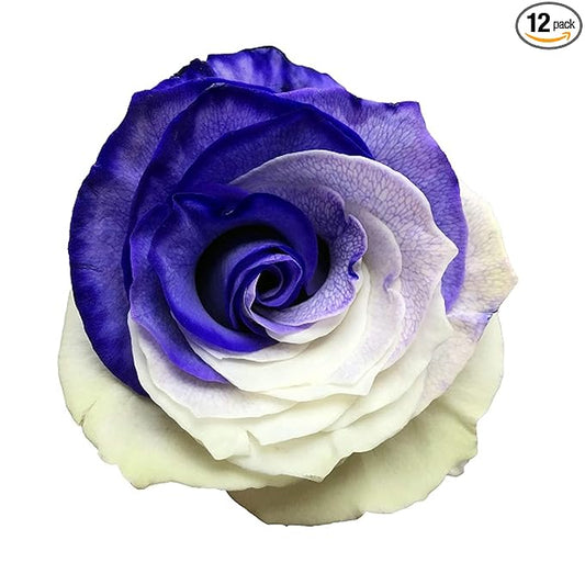 Fresh Cut Tinted Purple and White Roses - 12 Stems from Flower Explosion