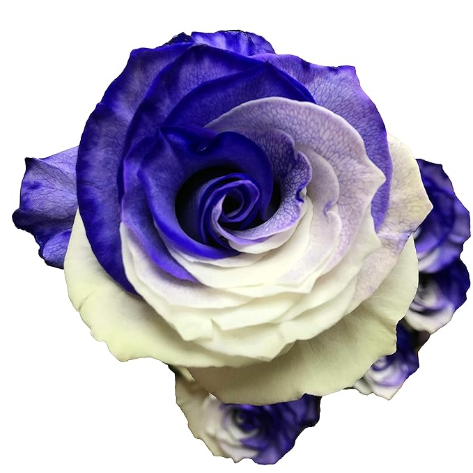 Fresh Cut Tinted Purple and White Roses from Flower Explosion -36 Stems