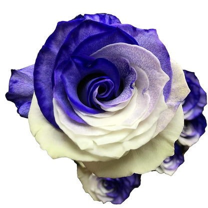 Fresh Cut Tinted Purple and White Roses from Flower Explosion -24 Stems