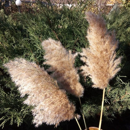 20 Pcs 27 Inch Tall Fluffy Pampas Grass XL Size Brown Dry Pompous Grass Decor Wedding Flower Boho Decor Natural Pompas Flower Bouquet (Brown, 27 inch)