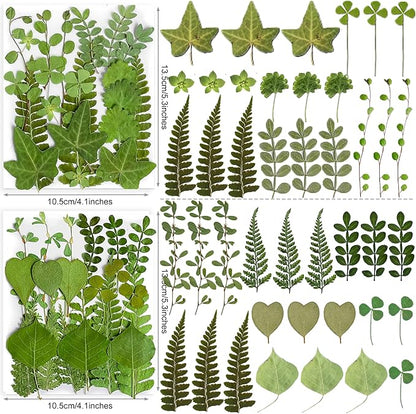 85PCS Real Dried Pressed Leaf Leaves, YouthBro Green Nature Plant Herbarium Set for DIY Jewelry Candle Soap Vase Making Nail Card Scrapbook Art Craft Floral Decors,28 Styles Green Mixed