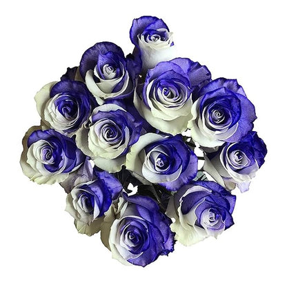 Fresh Cut Tinted Purple and White Roses - 12 Stems from Flower Explosion
