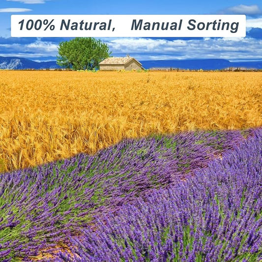 Dried Lavender & Wheat Flowers Bundle - 17'' Real Fresh Preserved Lavender Flowers and White Wheat Plants Bouquet Hand Tied Fall Wedding, Fragrance Home Vase Decor, Bohemian Arrangements, 2 Bundles