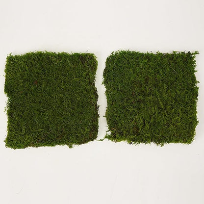 Preserved Sheet Moss Natural Green Decorative Real Natural Green DIY Kit Gardenning Art Wall Decor Florist Decor Easter Table Decor Wedding 2 sq.ft.Green-B