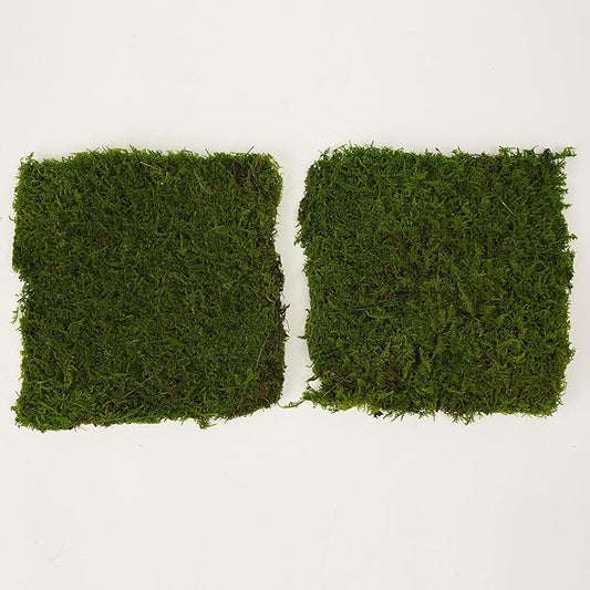 Preserved Sheet Moss Natural Green Decorative Real Natural Green DIY Kit Gardenning Art Wall Decor Florist Decor Easter Table Decor Wedding 2 sq.ft.Green-B
