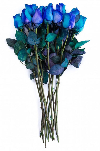 12 Stems - Fresh Cut Blue Lollipop Roses from Flower Explosion