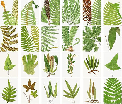 Large Stickers 24 pcs (2.5"x3.5" Each) Fern Leaves Antique Botannical Book Illustration Vintage Postcards Retro Greeting Card Reprint