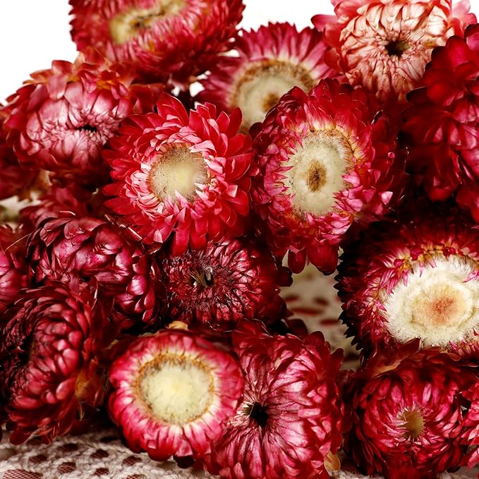 Dried Flower 40PCS Daisy Bouquet 100% Natural Chrysanthemum Dry Flower with Stem for Vase Home décor Party DIY Arrangement Wheat Straw Bulk (Burgundy)