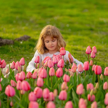 Sggvecsy 30 Pcs Fake Tulips Artificial Flowers Real Touch PU Faux Flowers Tulip Stems for Wedding Spring Bouquet Floral Arrangement Home Party Office Decorations for Mother's Day (Dark Pink)