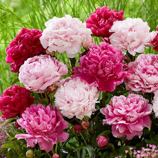 Easy to Grow Peony Double Flowering Mix - 5 Field Grown Root Divisions, Pink & White Fragrant Flowers in Spring