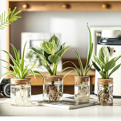Glass Plant Propagation Stations for Plants – Set of 12(6 Large & 6 Small) Hydroponic Vases for Plant Cuttings,Flower Arrangements, Home & Office Decor–Desktop Vases for Living Room, Bedroom (12)
