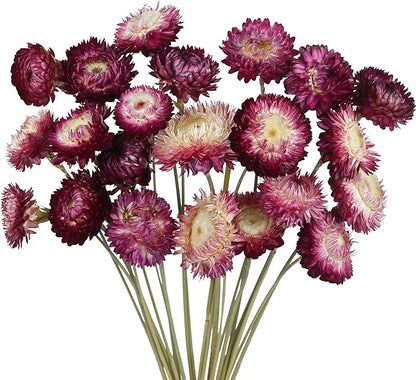 CITYES 22 Pcs Natural Dried Daisy Flowers Bouquet Dried Flower Purple Daisies Dried Sunflowers Chrysanthemum with Stem for Wedding Farmhouse Table Vase Decor Home DIY Flower Arrangement