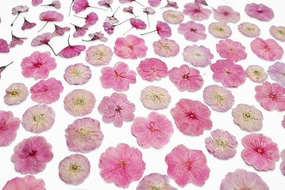 51 Pcs Real Natural Cherry Blossom Dried Pressed Flowers - Delicate Pink Florals for Resin Jewelry, Candle Making, Frame Decor & DIY Craft Projects