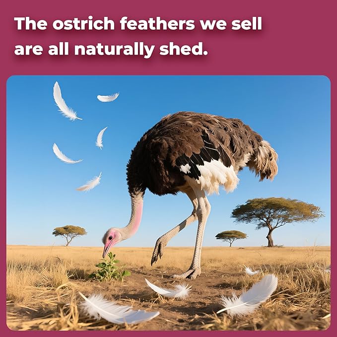 Piokio 20pcs Natural Claret Ostrich Feathers 10-12 inch (25-30cm) Bulk Feathers for Home Decoration and DIY Clothing and DIY Clothes Decoration, Gatsby Decorations