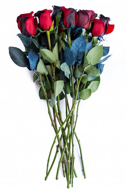 24 Stems - Fresh Cut Black and Red Roses from Flower Explosion