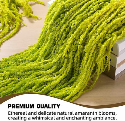 5Pcs Dried Amaranthus Hanging Flowers, Natural Preserved Flower for Wedding Arch, Exhibition, Wall Hanging Lover Tears, Floral Arrangement, Home Decor (Chartreuse, 24")