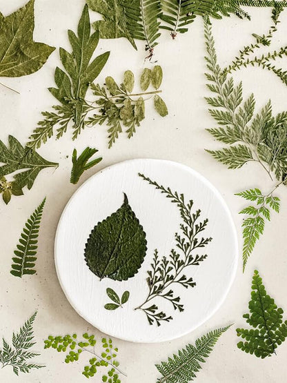 55 Pcs Green Leaves Ferns Dried Pressed Flowers for Crafts,Real Nature Dry Flower Bulk for Resin Jewelry Making Candle Making Frame Decoration Art Floral Decors