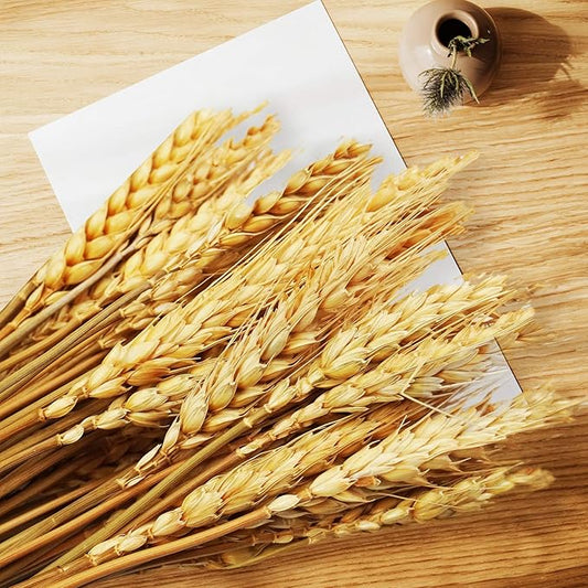 Uieke 600 Stems Dried Wheat Stalks, 17.7 Inches Dried Flowers 100% Natural Wheat for Home Kitchen Wedding Party Table Centerpiece Harvest Wreath Boho Farmhouse DIY Decoration