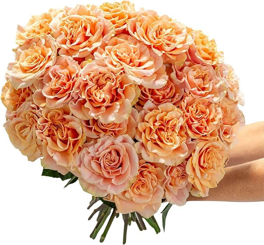 BloomsyBox- Peach Roses - 24 Long Stems, Long Lasting, Hand-Tied in Eco-friendly, Vase Not Included, Fresh Flowers for Delivery – Gift for Birthday, Anniversary, Get Well, Congratulations, Wedding
