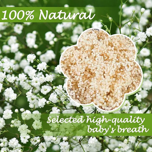 6000+ Dried Babys Breath Flowers Bulk - 17" Ivory White Dried Flower Bouquet, Real Natural Gypsophila Branches for Vase Filler, Wedding, Table Centerpiece, Home Decor, DIY Wreath Floral, Crafts