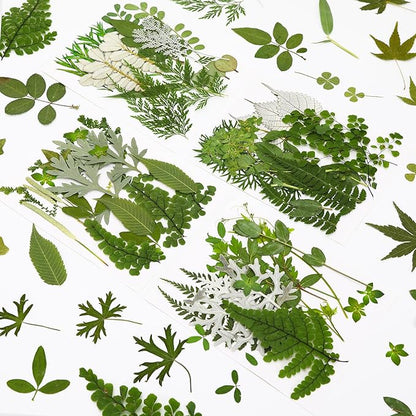 Augshy Pressed Dried Leaves Flowers, 100 Pcs Green Dried Flowers Leaves for Resin Molds Assorted Real Pressed Flowers for Crafts DIY Jewelry Molds, Scrapbooking, Candle