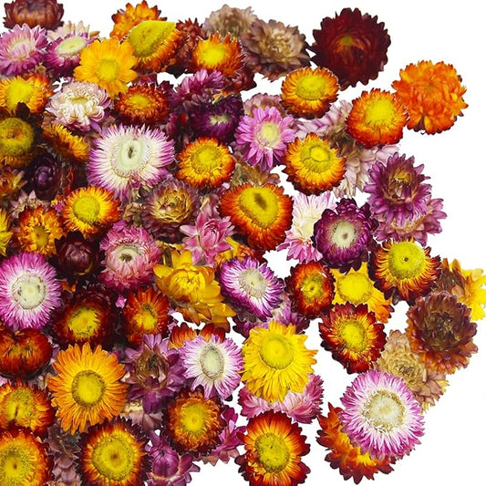 60 Pcs Natural Dried Daisy Flowers Heads Bulk Gerbera Daisies Multicolor Real Sunflowers Chrysanthemum Dry Flower Arrangements for Wedding Decor Home Party Decoration Headband DIY Craft
