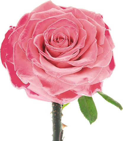 Forever Preserved Rose - Eternal Rose in Glass Dome - Beauty and The Beast Rose for Mom - Fresh Flowers for Delivery Prime (Pink, 9 Inch)