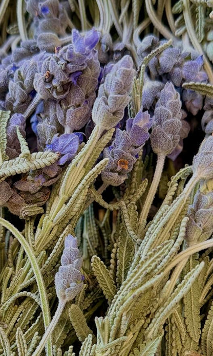 Freshly Preserved Edible Lavender-Freeze-Dried Flowers(.2 oz, 20+ Stems)-Edible Flowers for Cakes-Fresh Dried Lavender for Cocktails-Craft Flowers For Decorating, Baking, Drinks-Edible Drink Toppers