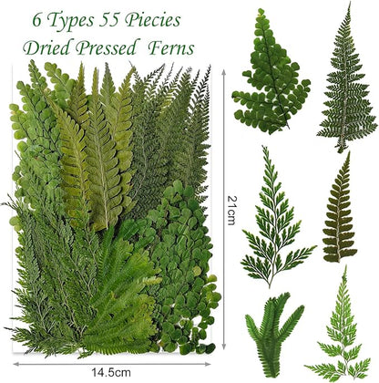 55 Pcs Green Leaves Ferns Dried Pressed Flowers for Crafts,Real Nature Dry Flower Bulk for Resin Jewelry Making Candle Making Frame Decoration Art Floral Decors