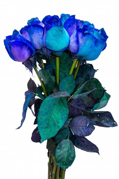 12 Stems - Fresh Cut Blue Lollipop Roses from Flower Explosion