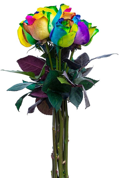 Fresh Rainbow Roses Bouquet - 12 Premium Stems by Flower Explosion
