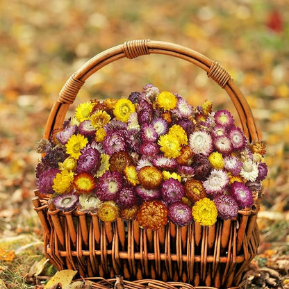 240 Pcs Natural Dried Daisy Flowers Heads Bulk Gerbera Daisies Multicolor Real Sunflowers Chrysanthemum with Jute Rope and Needle Dry Flower Arrangements for DIY Craft Wedding Decor Home Party