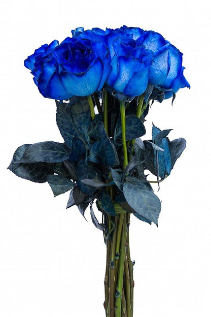 36 Stems - Fresh Cut Blue Roses from Flower Explosion