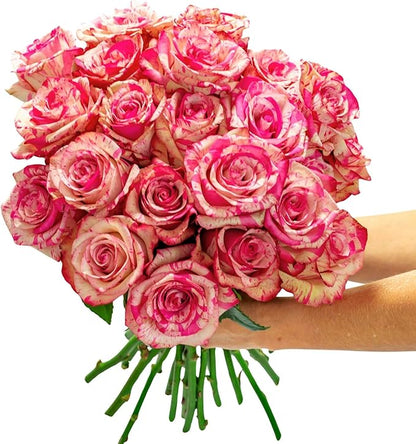 BloomsyBox - Bicolor Roses - 24 Long Stems, Long Lasting, Hand-Tied in Eco-friendly, Vase Not Included, Fresh Flowers for Delivery – Gift for Birthday, Anniversary, Get Well, Congratulations, Wedding
