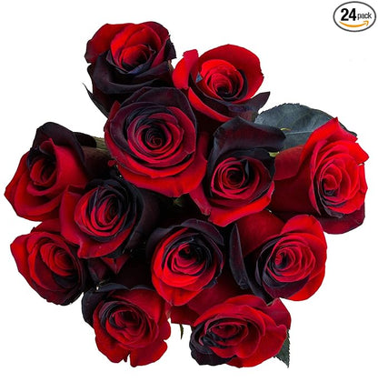 24 Stems - Fresh Cut Black and Red Roses from Flower Explosion