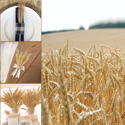 Uieke 17.7 Inches Dried Wheat Stalks, 200 Stems Dried Flowers 100% Natural Wheat for Home Kitchen Wedding Party Table Centerpiece Harvest Wreath Boho Farmhouse DIY Decoration