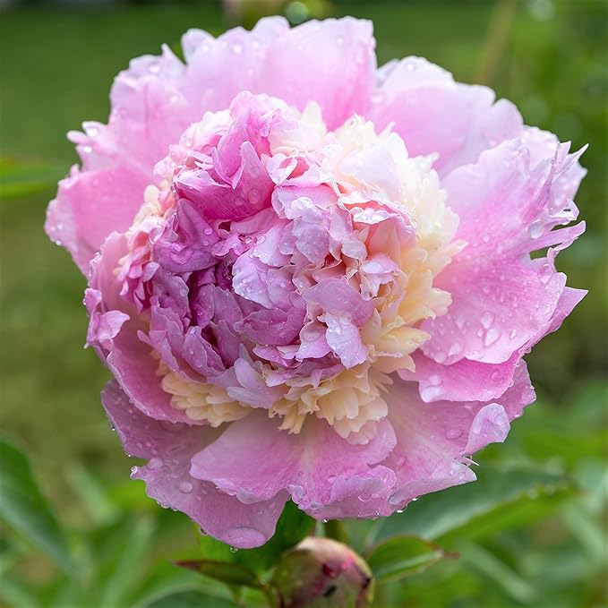Easy to Grow Peony Raspberry Sundae - 1 Field Grown Root Division, Fragrant Flowers in Spring
