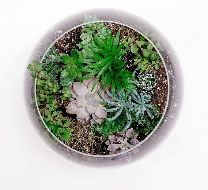 WGV Large Bowl Glass Vase, Diameter, Height, (Multiple Sizes Choices) Clear Huge Round Bubble Vase Jar, Floral Planter Terrarium for Wedding Event Home Decor (15.8" D)