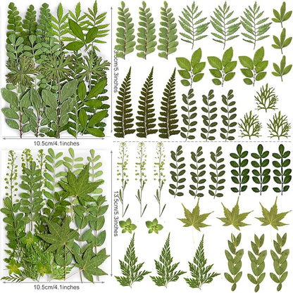 85PCS Real Dried Pressed Leaf Leaves, YouthBro Green Nature Plant Herbarium Set for DIY Jewelry Candle Soap Vase Making Nail Card Scrapbook Art Craft Floral Decors,28 Styles Green Mixed