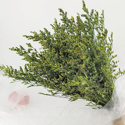Birtlynn Preserved Caspia Statice Flower Bouquets, 100% Natural Long Lasting Flowers, 17 Inch Arrangements for Vase, Home Decoration Photo Props Parties and Weddings, DIY Décor-Statice Green