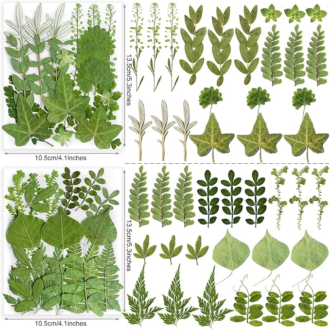 84Pcs Real Natural Dried Pressed Flowers & Green Leaves for DIY Crafts, Resin, Scrapbooking, Frame Decor + 4 Packs + Tweezers