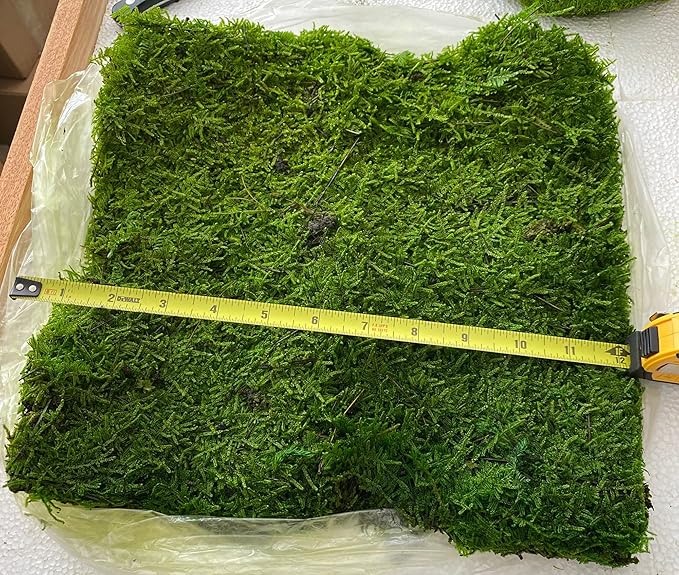 Preserved Sheet Moss Natural Green Decorative Real Natural Green DIY Kit Gardenning Art Wall Decor Florist Decor Easter Table Decor Wedding 2 sq.ft.Green-B