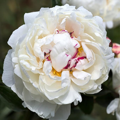 Easy to Grow Peony Festiva Maxima - 1 Field Grown Root Division, Fragrant Flowers in Spring