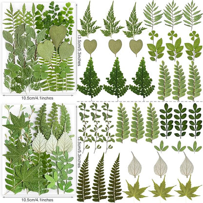 84Pcs Real Natural Dried Pressed Flowers & Green Leaves for DIY Crafts, Resin, Scrapbooking, Frame Decor + 4 Packs + Tweezers